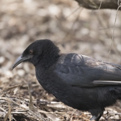 Corcorax melanorhamphos (White-winged Chough) at Acton, ACT - 24 Sep 2017 by Alison Milton