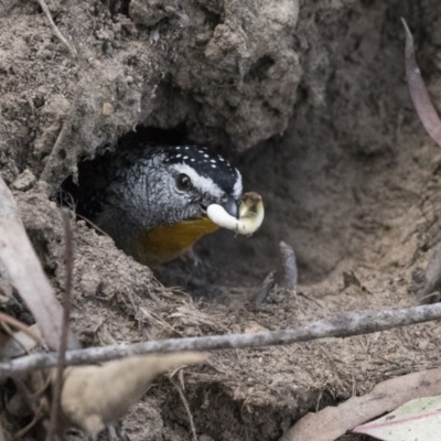 Pardalotus punctatus (Spotted Pardalote) at Acton, ACT - 24 Sep 2017 by AlisonMilton