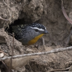 Pardalotus punctatus at Acton, ACT - 24 Sep 2017