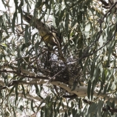 Anthochaera carunculata (Red Wattlebird) at ANBG - 24 Sep 2017 by AlisonMilton