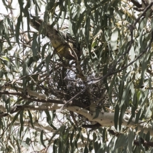 Anthochaera carunculata at Acton, ACT - 24 Sep 2017