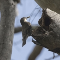 Cormobates leucophaea (White-throated Treecreeper) at Acton, ACT - 24 Sep 2017 by AlisonMilton