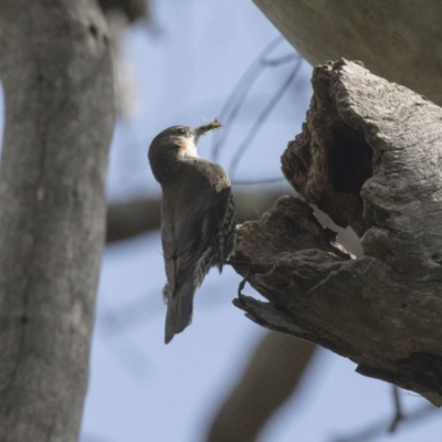 Cormobates leucophaea (White-throated Treecreeper) at ANBG - 24 Sep 2017 by AlisonMilton