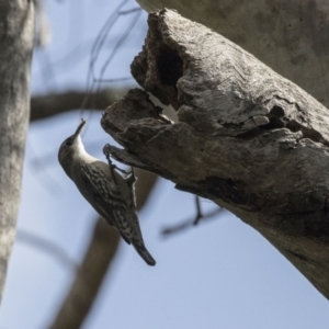 Cormobates leucophaea at Acton, ACT - 24 Sep 2017 12:31 PM