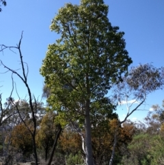 Brachychiton populneus subsp. populneus (Kurrajong) at Majura, ACT - 24 Sep 2017 by WalterEgo