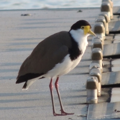Vanellus miles (Masked Lapwing) at Greenway, ACT - 22 Sep 2017 by MichaelBedingfield