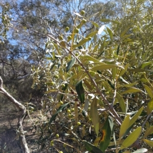 Olea europaea subsp. cuspidata at Majura, ACT - 24 Sep 2017 12:35 PM