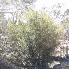 Olea europaea subsp. cuspidata at Majura, ACT - 24 Sep 2017