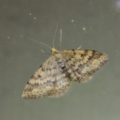 Scopula rubraria (Reddish Wave, Plantain Moth) at Conder, ACT - 23 Sep 2017 by michaelb