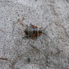 Ellipsidion australe (Austral Ellipsidion cockroach) at Waramanga, ACT - 13 Nov 2016 by ArcherCallaway