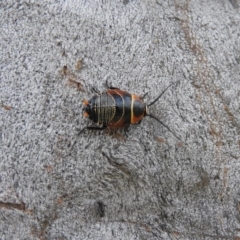 Ellipsidion australe (Austral Ellipsidion cockroach) at Waramanga, ACT - 13 Nov 2016 by RyuCallaway