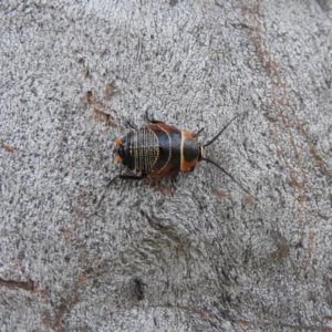 Ellipsidion australe at Waramanga, ACT - 13 Nov 2016