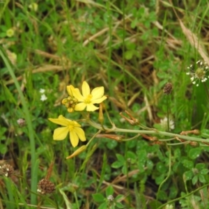 Bulbine bulbosa at Mount Ainslie - 13 Nov 2016 08:45 AM