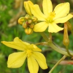 Bulbine bulbosa at Mount Ainslie - 13 Nov 2016