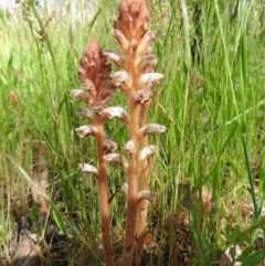 Orobanche minor (Broomrape) at Majura, ACT - 12 Nov 2016 by RyuCallaway