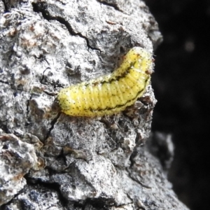 Gonipterus sp. (genus) at Waramanga, ACT - 13 Nov 2016