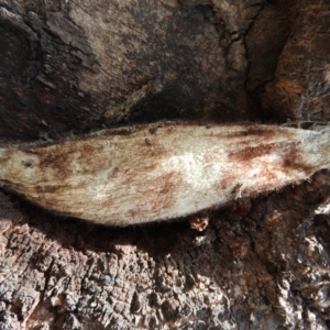 Chelepteryx collesi at Waramanga, ACT - 13 Nov 2016