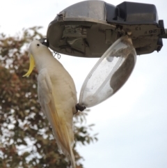 Cacatua galerita (Sulphur-crested Cockatoo) at Greenway, ACT - 22 Sep 2017 by michaelb