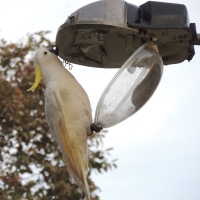 Cacatua galerita (Sulphur-crested Cockatoo) at Greenway, ACT - 22 Sep 2017 by michaelb