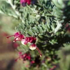 Grevillea lanigera (Woolly Grevillea) at Bonython, ACT - 24 Jul 2002 by michaelb