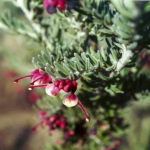 Grevillea lanigera at Bonython, ACT - 25 Jul 2002 12:00 AM