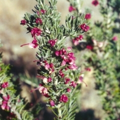 Grevillea lanigera at Bonython, ACT - 25 Jul 2002 12:00 AM