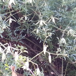 Clematis leptophylla at Hackett, ACT - 17 Sep 2017 12:32 PM