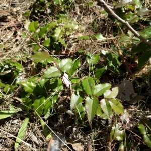 Berberis aquifolium at Majura, ACT - 24 Sep 2017