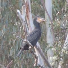 Phalacrocorax carbo (Great Cormorant) at Lake Tuggeranong - 22 Sep 2017 by michaelb