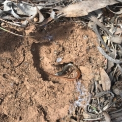 Ctenotus taeniolatus (Copper-tailed Skink) at Mount Majura - 25 Sep 2017 by AaronClausen