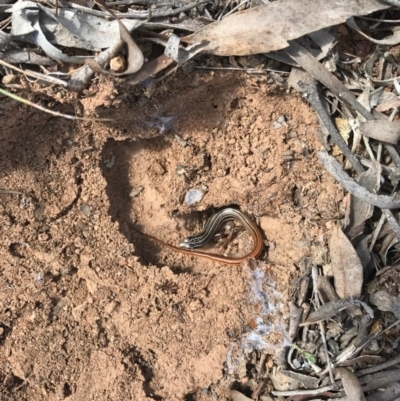 Ctenotus taeniolatus (Copper-tailed Skink) at Mount Majura - 25 Sep 2017 by AaronClausen