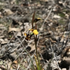 Diuris pardina (Leopard Doubletail) at Mount Majura - 25 Sep 2017 by AaronClausen