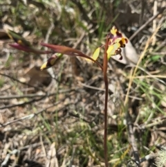 Diuris pardina at Majura, ACT - 25 Sep 2017