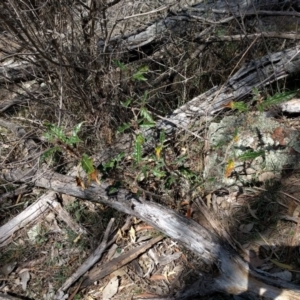 Solanum cinereum at Majura, ACT - 24 Sep 2017