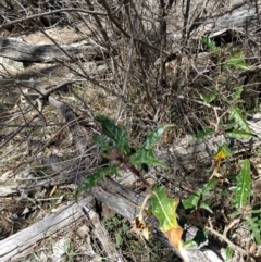 Solanum cinereum at Majura, ACT - 24 Sep 2017