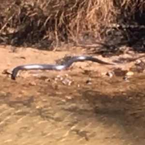 Pseudechis porphyriacus at Pambula, NSW - 25 Sep 2017