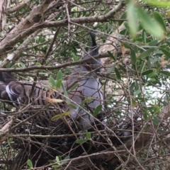 Ocyphaps lophotes (Crested Pigeon) at Wolumla, NSW - 25 Sep 2017 by PatriciaDaly