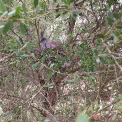 Ocyphaps lophotes at Wolumla, NSW - 25 Sep 2017