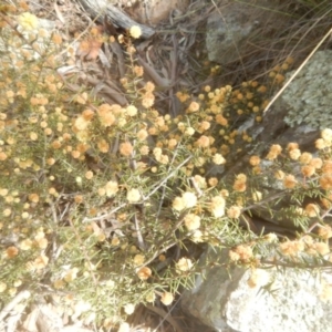 Acacia ulicifolia at Michelago, NSW - 25 Sep 2017