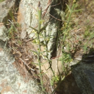 Discaria pubescens at Gigerline Nature Reserve - 25 Sep 2017