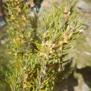 Bertya rosmarinifolia at Gigerline Nature Reserve - 25 Sep 2017