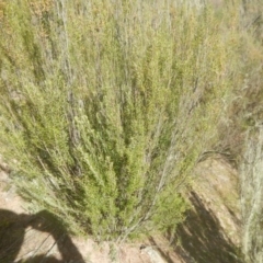 Bertya rosmarinifolia at Gigerline Nature Reserve - 25 Sep 2017