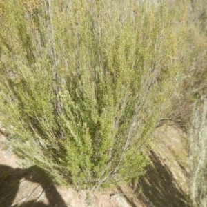 Bertya rosmarinifolia at Gigerline Nature Reserve - 25 Sep 2017