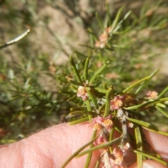 Bertya rosmarinifolia at Gigerline Nature Reserve - 25 Sep 2017