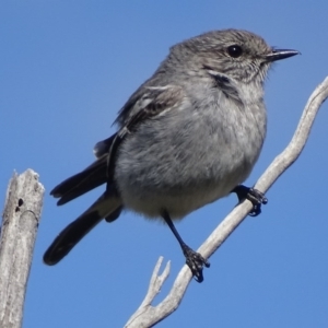 Melanodryas cucullata at Gigerline Nature Reserve - 25 Sep 2017