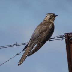 Cacomantis pallidus (Pallid Cuckoo) at Illilanga & Baroona - 25 Sep 2017 by roymcd