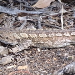 Amphibolurus muricatus (Jacky Lizard) at Illilanga & Baroona - 25 Sep 2017 by roymcd