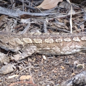 Amphibolurus muricatus at Michelago, NSW - 25 Sep 2017 12:11 PM