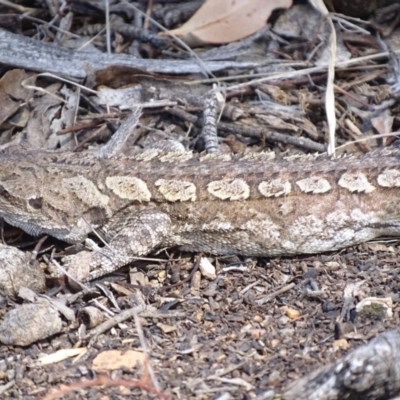 Amphibolurus muricatus (Jacky Lizard) at Illilanga & Baroona - 25 Sep 2017 by roymcd