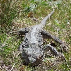 Pogona barbata (Eastern Bearded Dragon) at Illilanga & Baroona - 25 Sep 2017 by roymcd